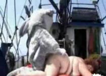 De haai neukt een walvis